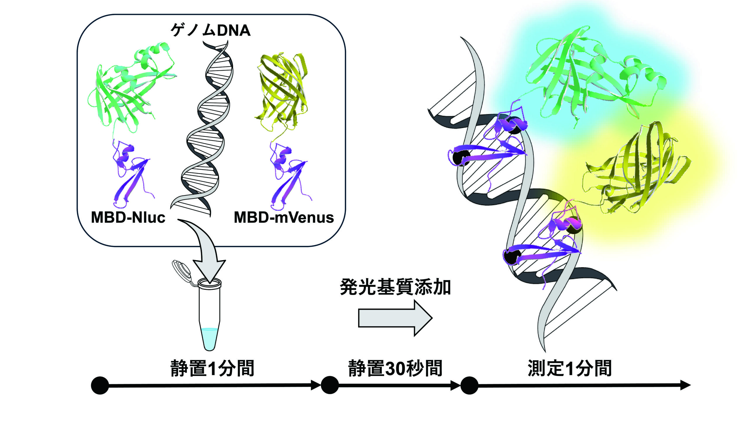 がんのバイオマーカーとなるゲノムDNAメチル化レベル迅速測定法を開発～在宅がん診断法への応用に期待～
