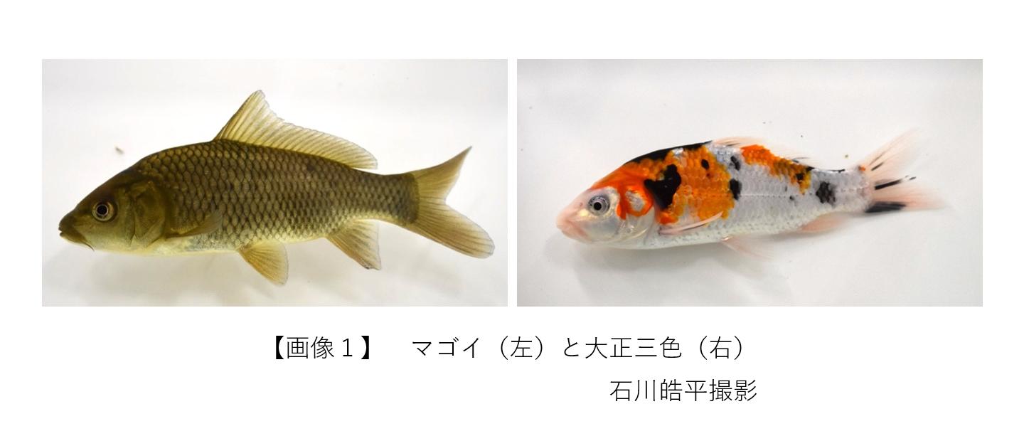 大正三色ニシキゴイが鮮やかな墨色を保つホルモン機構を解明 — 北里大学