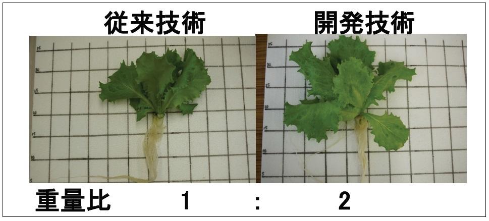 徳島文理大学がレタスの2倍速栽培法を確立 — 夜間の光合成により生育を促進、2020年の社会実装を目指す