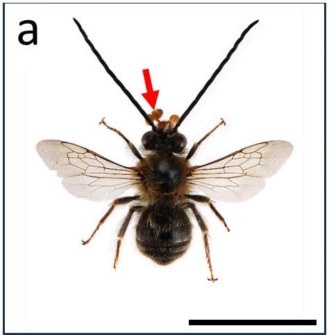 【昭和大学・鳥取大学】ヨーロッパの美しき「詐欺師」が、日本のハチを誘惑する　～したたかなランの花粉媒介戦略～