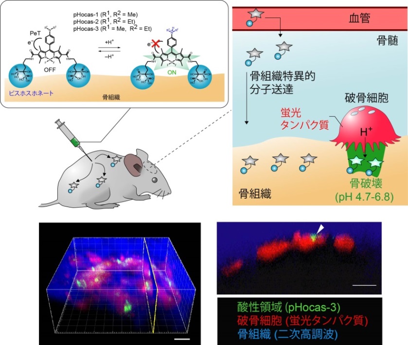 骨を溶かす細胞の機能を動物の体内で可視化　～移動しながら溶かす場所を探す破骨細胞をその場で観測 — 大阪大学
