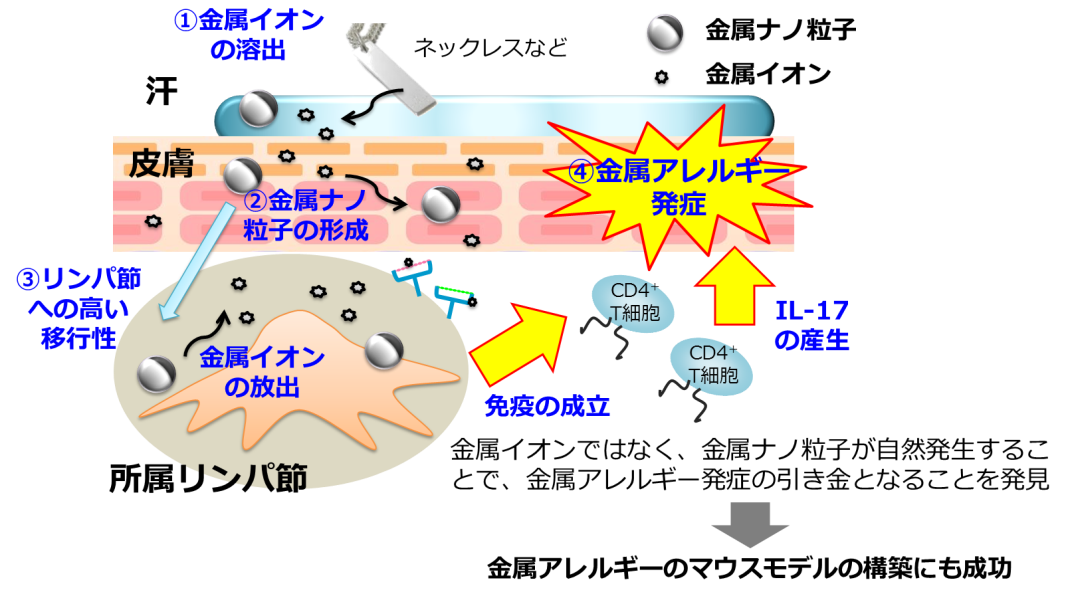世界初！マウス実験モデルを確立　金属アレルギー発症原因の解明に光 ～予防・治療法の開発、安全な金属ナノ粒子の開発に貢献 — 大阪大学