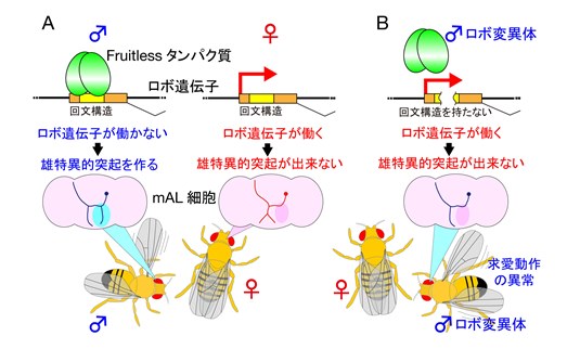 脳と行動の雌雄を分かつ遺伝子のスイッチを発見　～ショウジョウバエでの研究成果 — 東北大学