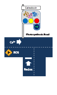 光合成生物の酸化ストレスを減らす影の立役者 ～光合成の効率を調整するタンパク質、カルレドキシンを発見 — 大阪大学