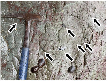 東京都市大学の中島保寿准教授らが新たな恐竜化石の産地・鹿児島県長島町獅子島における発掘調査団を結成 — 多量の骨を含有する「ボーンベッド」として日本有数の可能性