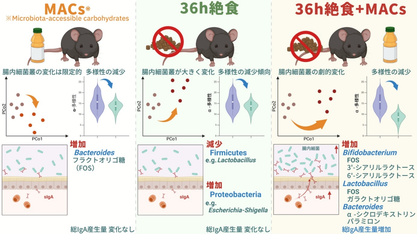 絶食と腸内細菌利用糖の併用により腸内環境を短時間で再構築 ―特定腸内菌を選択的に増殖させる精密な食事介入戦略―（北里大学）
