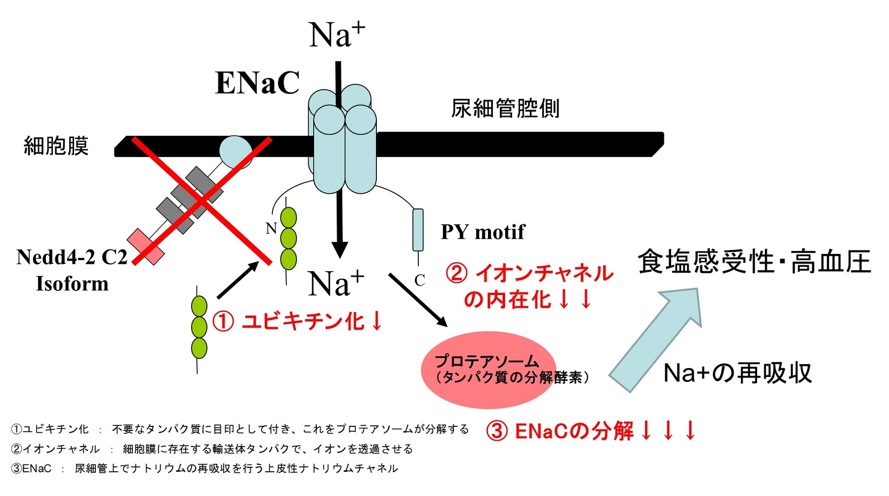 食事中の食塩の摂取量と高血圧の関係について — 食塩感受性・高血圧の分子レベルでの病態の解明に成功～英学会誌『Scientific Reports』に掲載（6月3日オンライン掲載） — 横浜市立大学