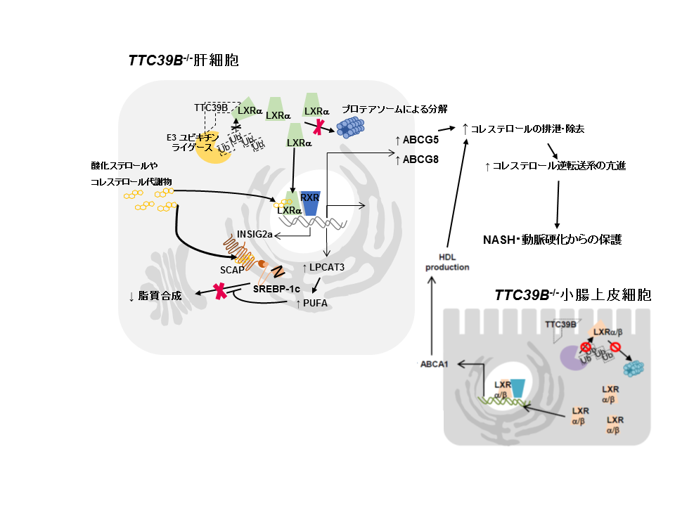 コレステロール吸収に関与する蛋白質の機能を解明 — 非アルコール性脂肪肝炎と動脈硬化の革新的治療薬開発に期待 — 大阪大学
