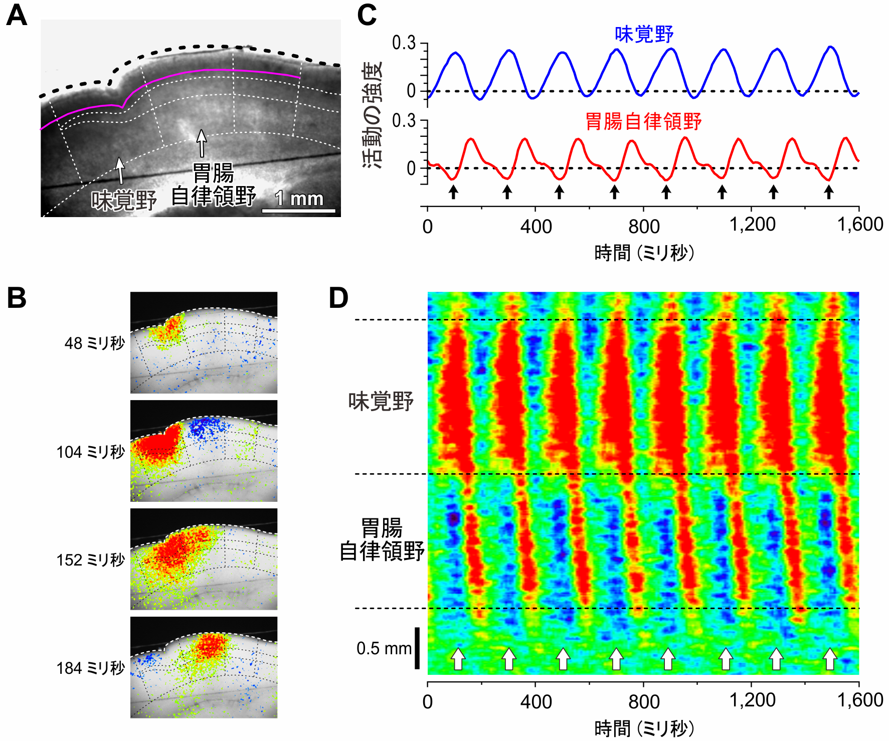 脳内麻薬アナンダミドが食欲を増進する高次脳機能メカニズムを解明 — 美味により引き起こされる摂食行動の脳メカニズムの全容解明に寄与 — 大阪大学