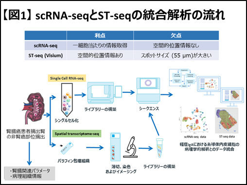 ヒトIgA腎症の発症・悪化に糸球体内皮細胞の炎症が関与することを先端的解析技術によって証明（北里大学）