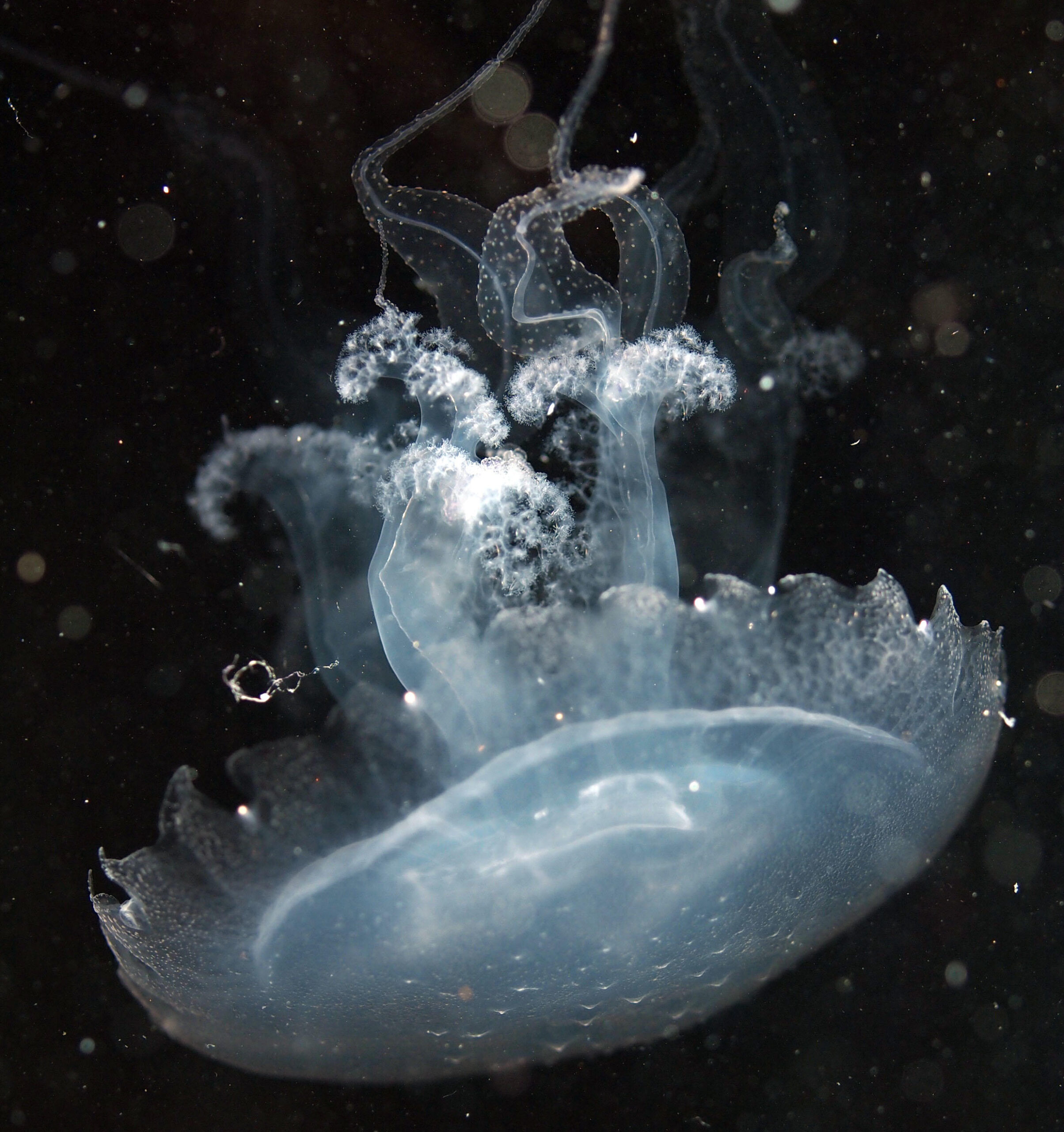 日本初展示！蓑をまとうミノクラゲ（仮称） — 北里大学