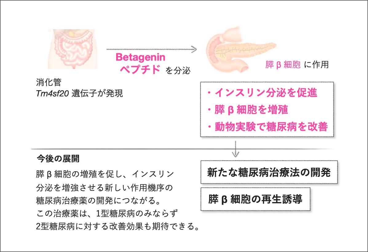 糖尿病の新たな治療標的Betageninを発見 〜膵β細胞の増殖を促進する革新的な糖尿病治療薬の開発に期待〜