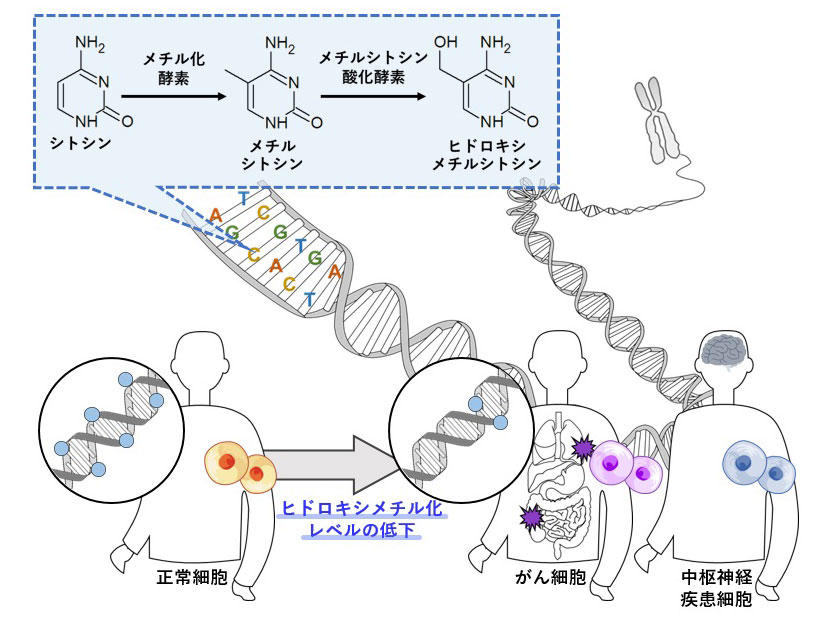 DNAのヒドロキシメチル化レベルの簡便な測定手法を開発 — がんや中枢神経疾患の診断への応用に期待 — 東京工科大学応用生物学部