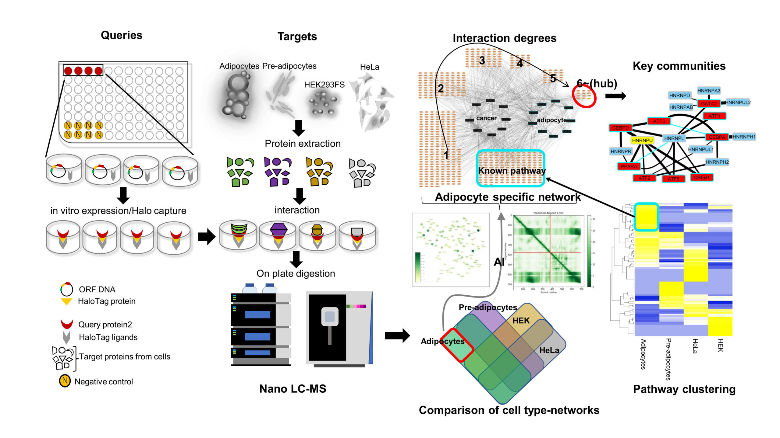 脂肪細胞の分子ネットワークを地図に　―高速網羅的たんぱく質間相互作用解析が可能にー–摂南大学