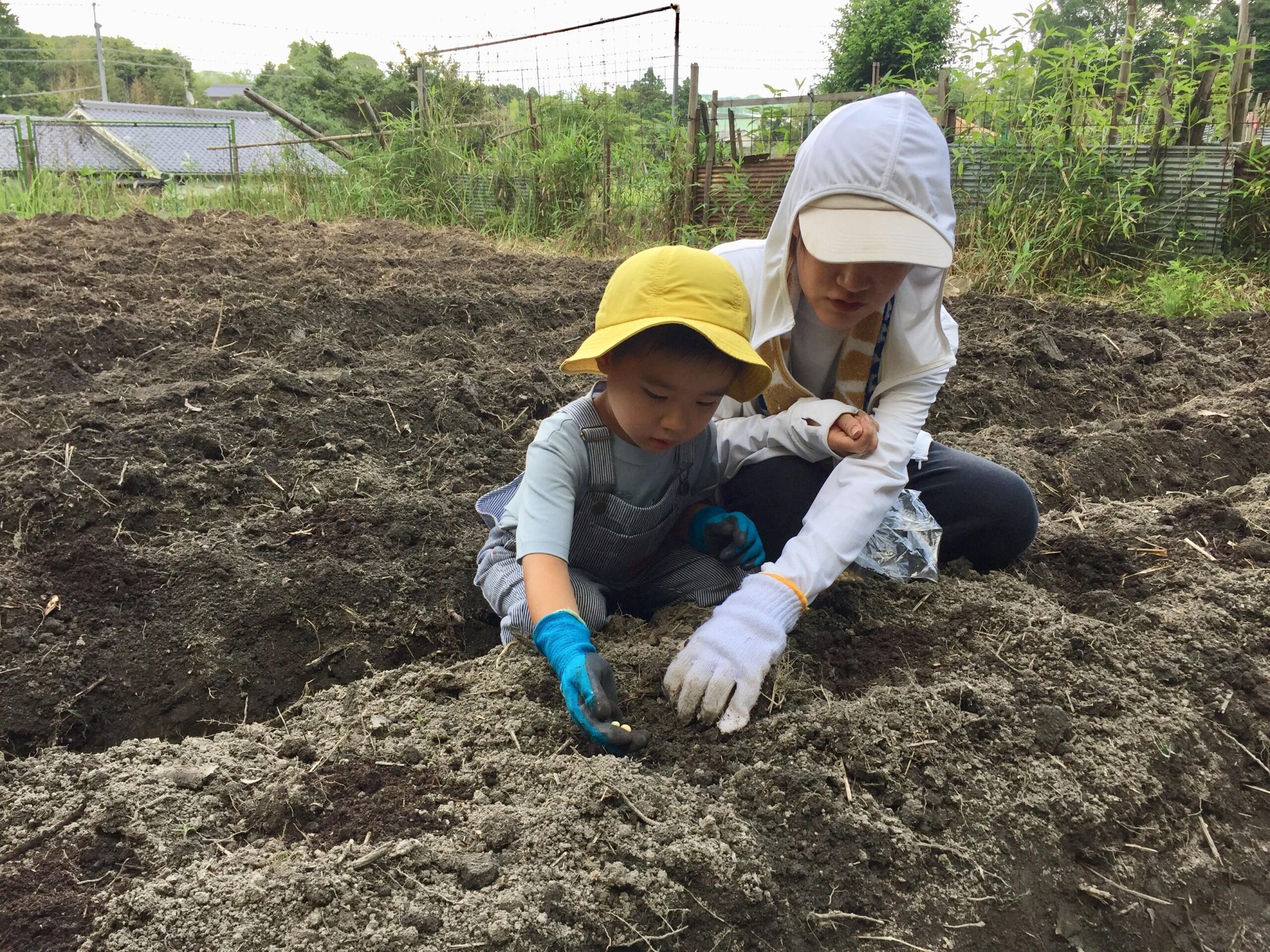 ■複合型コミュニティづくりを目指す”味噌をいちからつくるプロジェクト”■有機・無農薬栽培大豆の先芽の摘み取りを実施