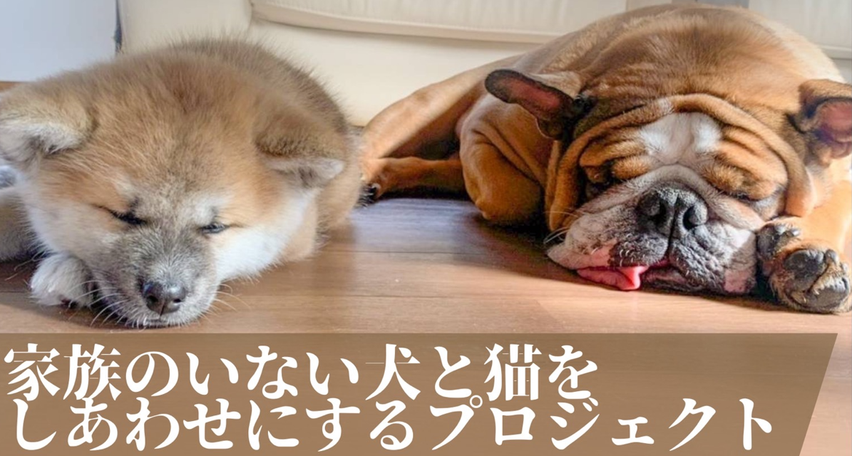 日本獣医生命科学大学が「家族のいない犬と猫をしあわせにするプロジェクト」のクラウドファンディングを開始 — 募集期間は1月20日から3月16日