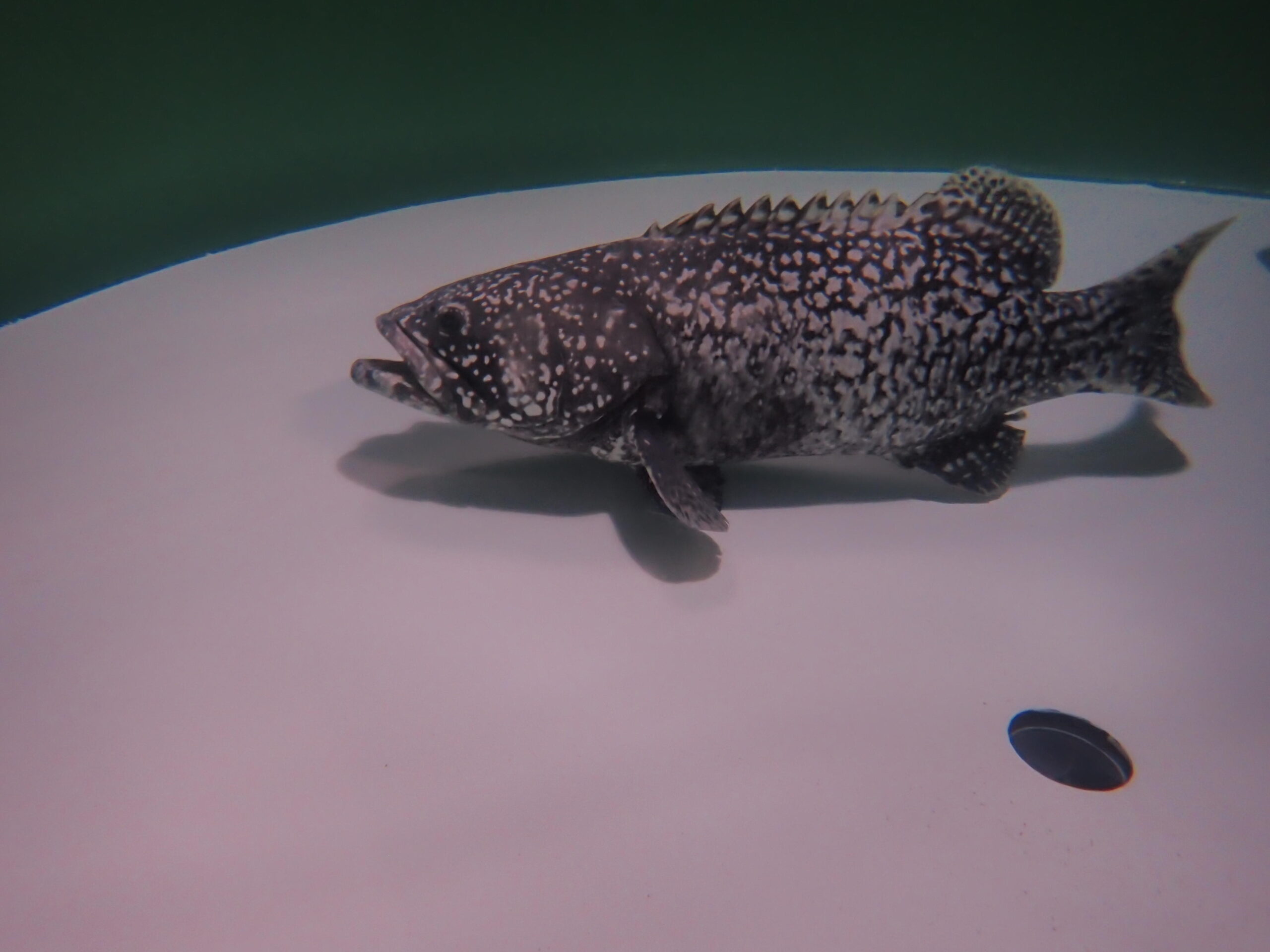 絶滅危惧種タマカイの3歳未成魚のオス化に世界で初めて成功