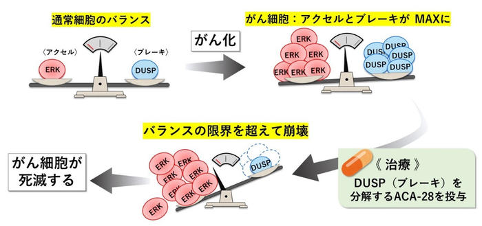 がん細胞の増殖を阻害する化合物「ACA-28」の仕組みを解明　副作用の少ないがん治療薬の開発に期待