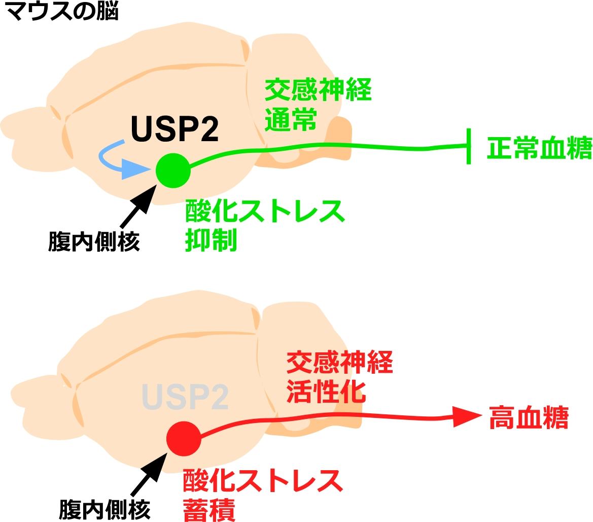 酪農学園大学の北村浩教授らが、血糖値を調節する脳の酵素を発見 — 糖尿病や脳神経疾患の治療に期待