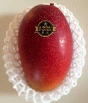 近大マンゴー「愛紅」を販売　8/11・12 千疋屋総本店日本橋本店　8/22 伊勢丹にて