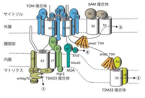 【京都産業大学】ミトコンドリアにバレル（円筒）型膜タンパク質を組み込む仕組みを解明 — 英国科学誌「Nature」（オンライン版）に掲載