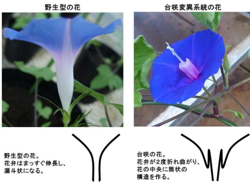 【京都産業大学】アサガオの花びら（花冠）がまっすぐに伸びる力学的な仕組みを解明 — 国際学術誌「Communications Biology」に掲載