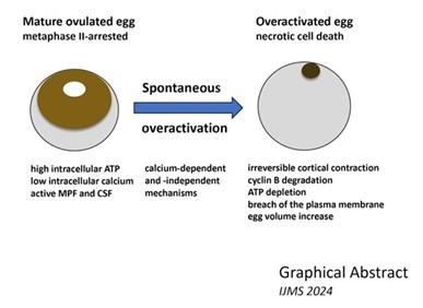 【京都産業大学】脊椎動物モデル（アフリカツメガエル）を用いた、卵の細胞死メカニズムを解明！–国際学術誌 International Journal of Molecular Biosciencesに掲載