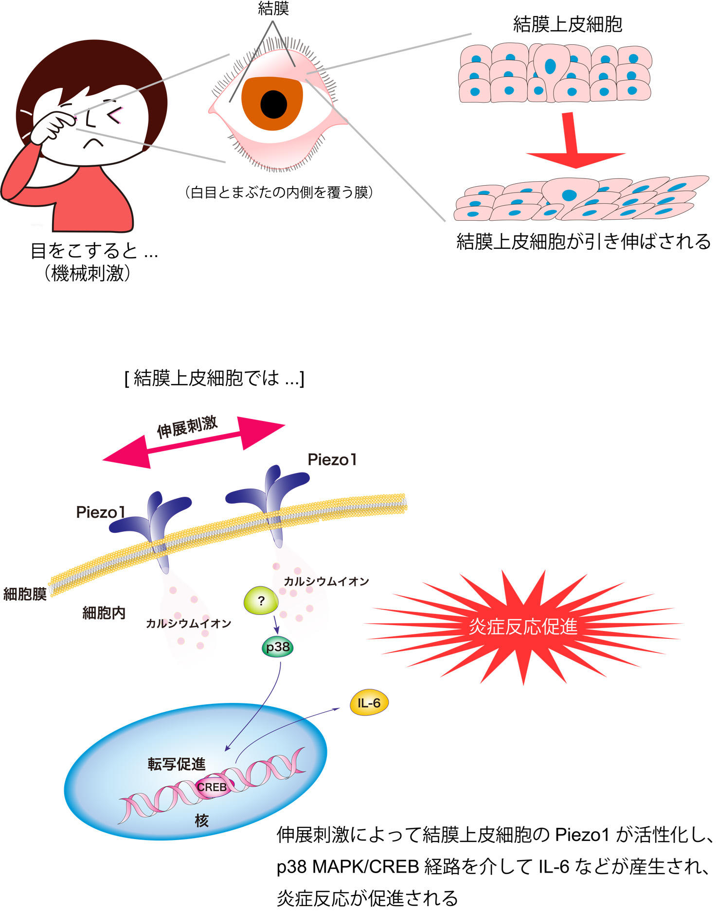 どうして眼をこすってはいけないのか？  新たな理由を発見 ～機械的刺激が目の炎症を引き起こす仕組みを解明～
