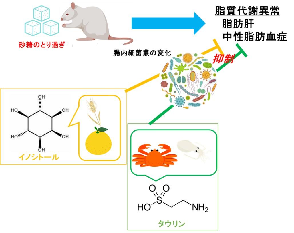 【名古屋大学】砂糖の摂り過ぎによるメタボを改善する成分が明らかに　～イノシトールとタウリンが脂質代謝異常の改善に作用～