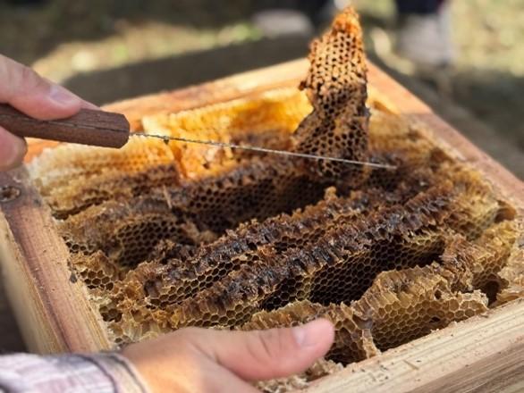 明大生が三浦市の観光商品を提案！地域の高校生と共同で「三浦はちみつクッキー」を開発～明治大学地域連携活動助成金プロジェクトでの成果～
