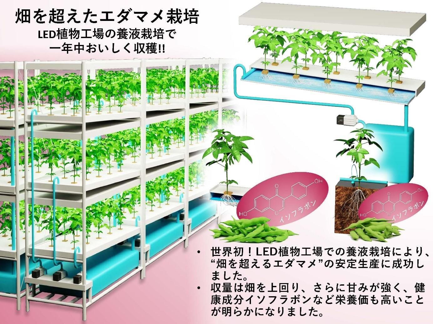 畑を超えたエダマメ栽培 ― LED植物工場の養液栽培で一年中おいしく収穫 ―