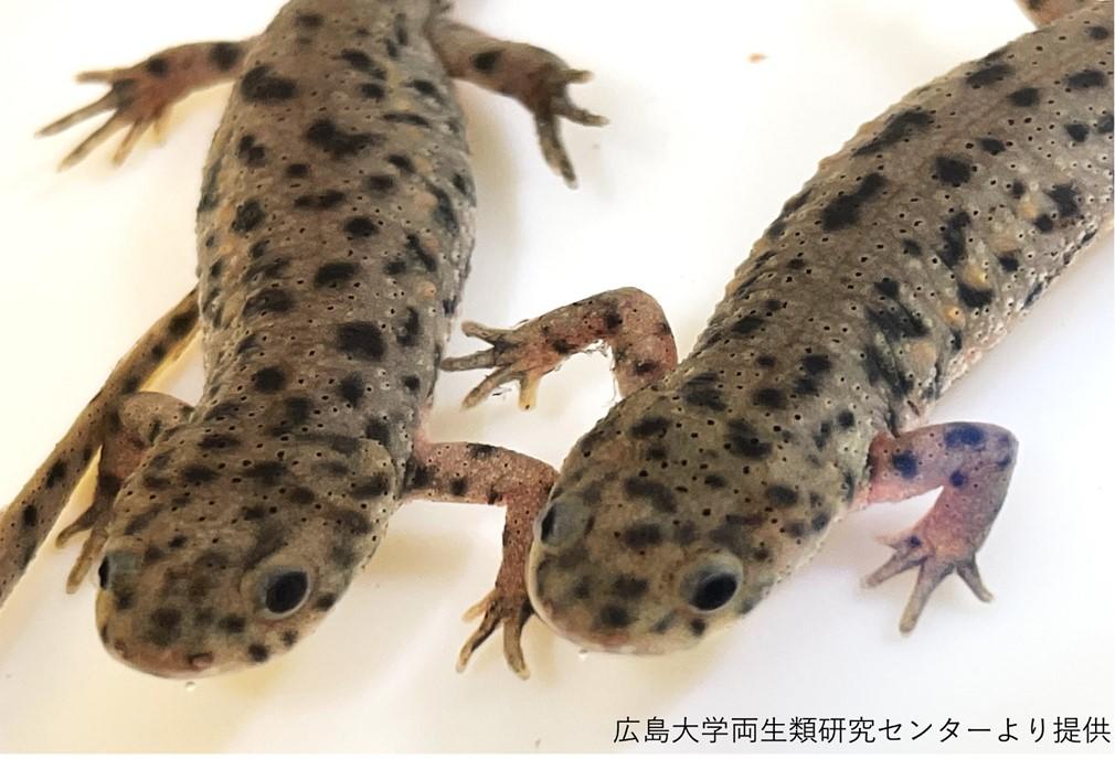 【玉川大学農学部生産農学科 共同研究成果】ヒトの7倍の巨大ゲノムを解読 ― イベリアトゲイモリが示す発生・再生・進化・行動の謎 ―