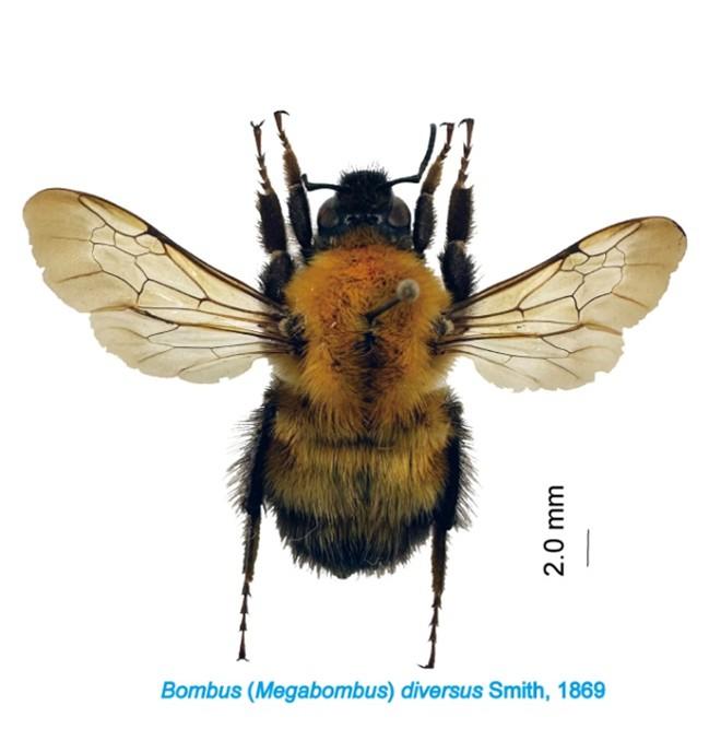 【玉川大学学術研究所長 小野正人教授 共同研究成果】高校生が授業中に世界的貴重なマルハナバチ化石を発見　―化石は30万年前の全長24mmの大型女王バチ―