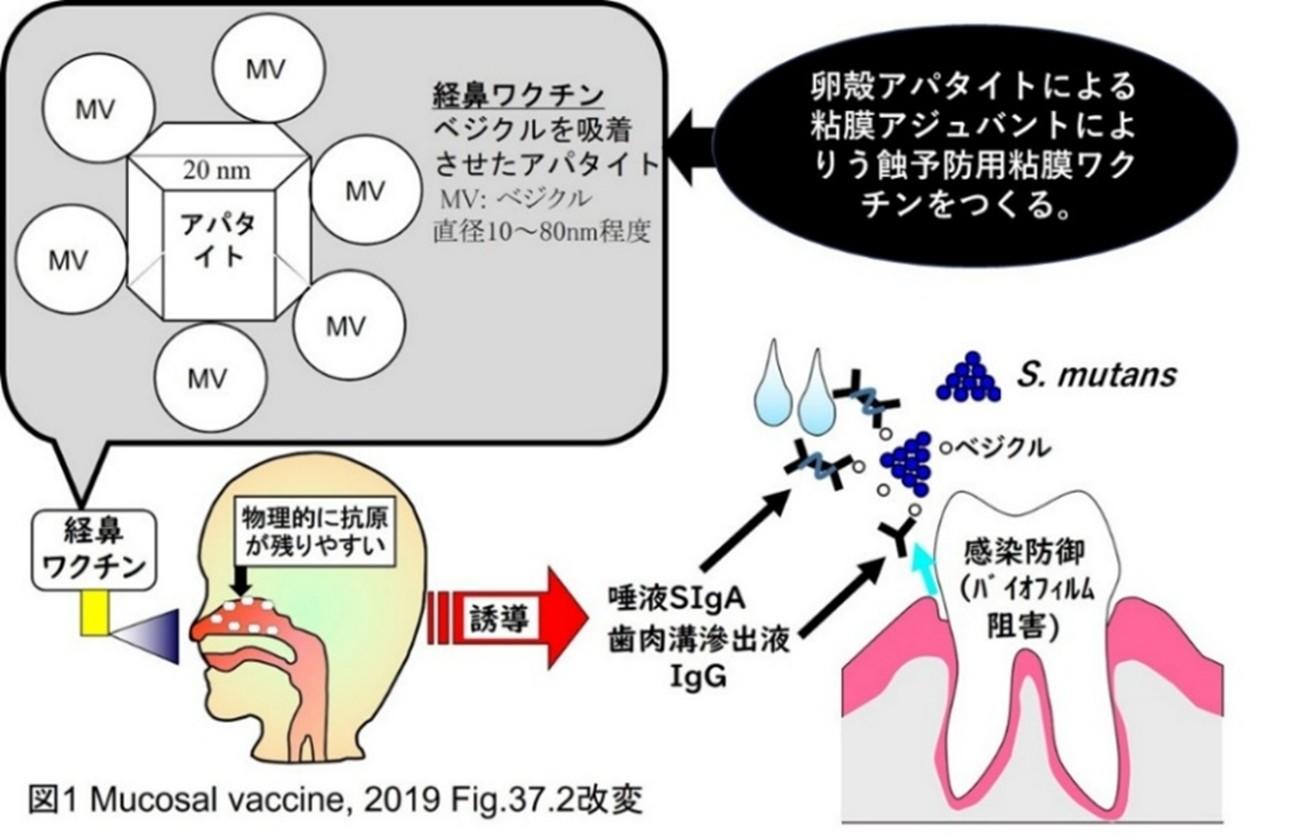 【日本大学】卵の殻は捨てずに医薬品へ～世界で初めて卵殻からワクチンの働きを補助する物質を作製しました～