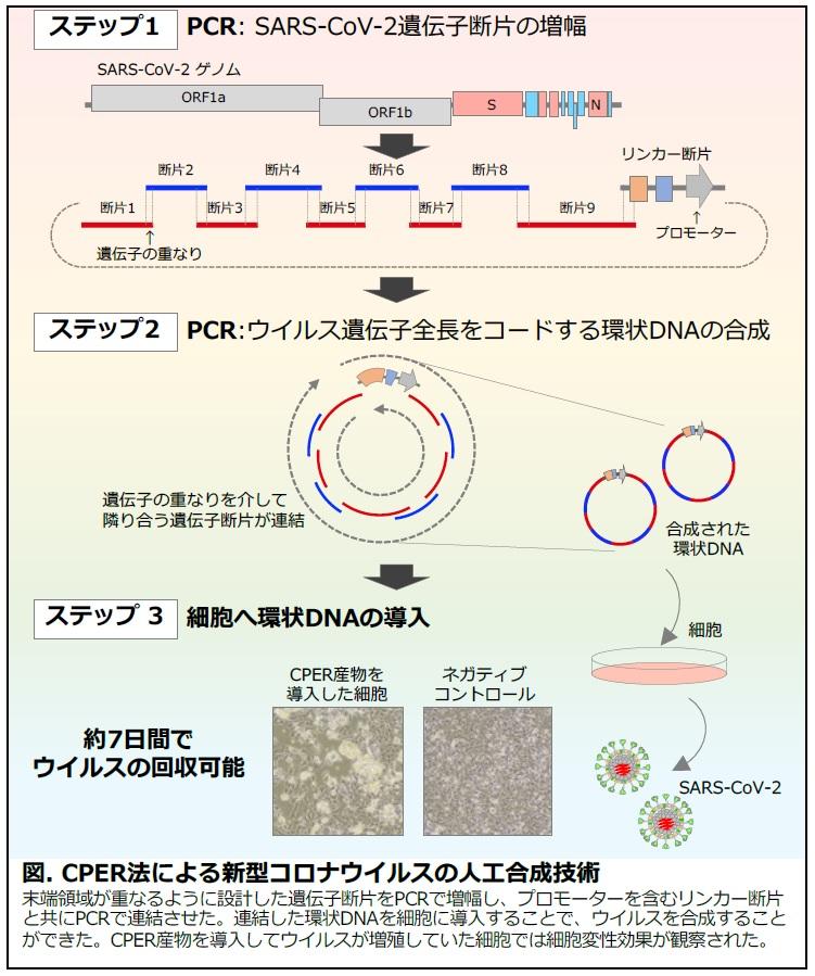 数ヶ月を2週間に！　迅速・簡便な新型コロナウイルス人工合成技術を開発 — 新型コロナウイルス関連研究の加速化に貢献