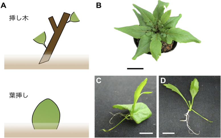 【京都産業大学】挿し木などに応用される植物の生殖方法「栄養繁殖」のメカニズムを解明 — Plant and Cell Physiology誌に掲載