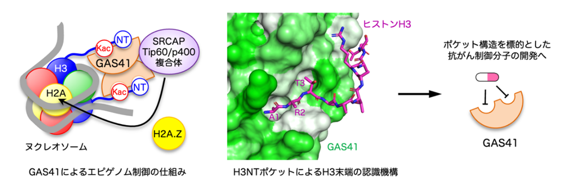 【東京薬科大学】エピゲノム修飾の位置を端から数える仕組み–がん制御に向けた創薬標的ポケットの発見–