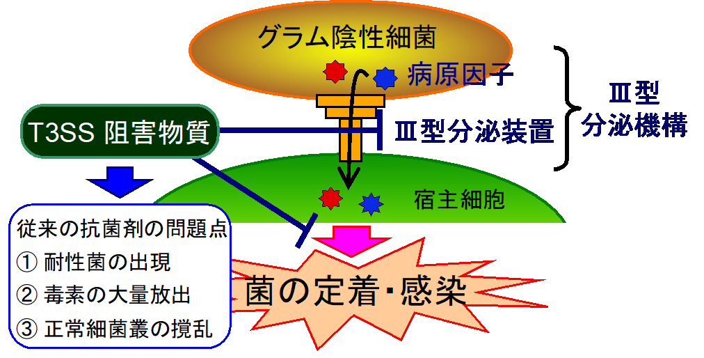 III型分泌装置阻害剤aurodoxの作用標的をPurAと同定–北里大学