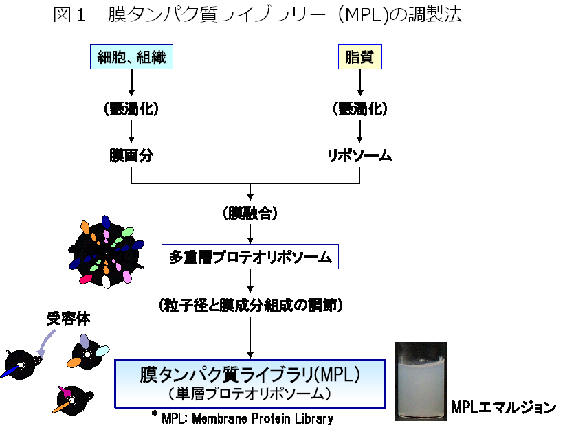 血管新生関連疾患の標的となるサリューシン－β受容体の発見（新規リガンド・受容体解析技術による未知受容体の発見） — 北里大学