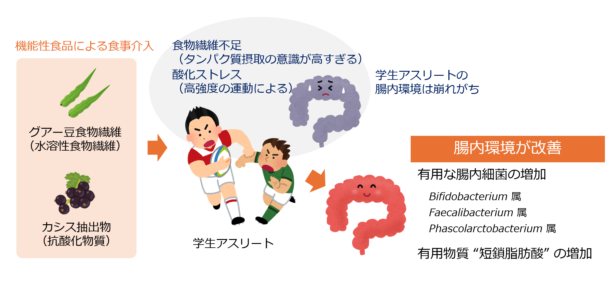 学生アスリートの腸内環境が機能性食品で改善　－”腸活”によるパフォーマンス向上に期待－ — 摂南大学