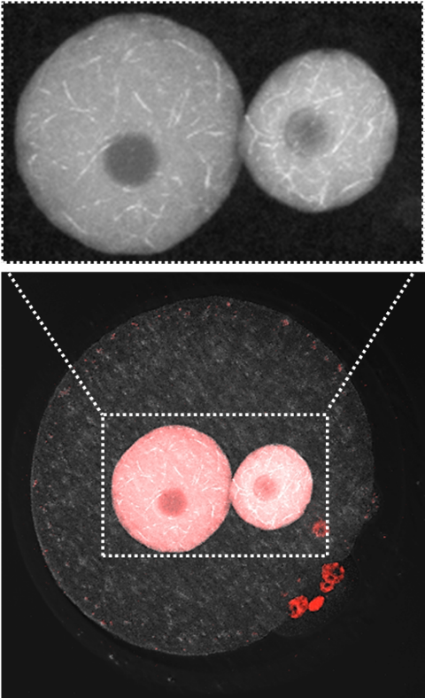 世界初！命の始まりである受精卵に新たな核構造を発見　動物発生の謎に迫る研究成果