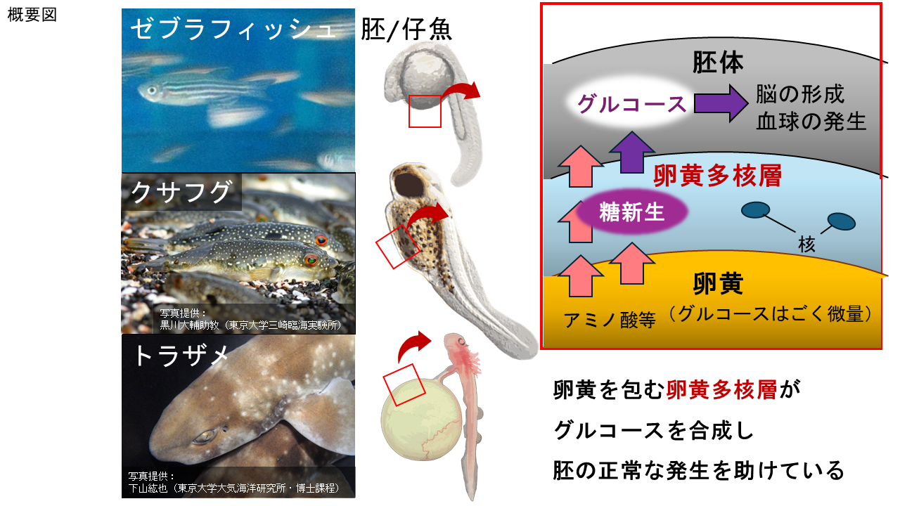 魚類胚の卵黄多核層における糖新生を発見–北里大学