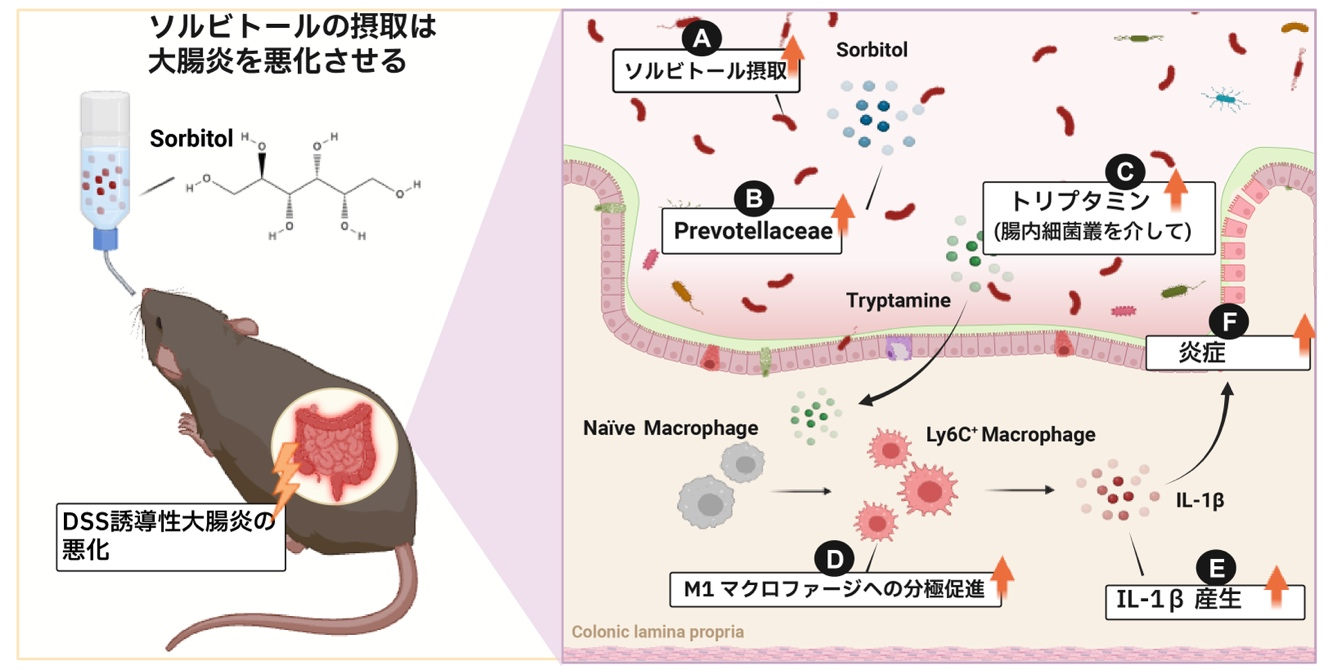 人工甘味料が腸炎を悪化させる仕組みを解明 ―腸内細菌と免疫細胞が連動する新たな炎症経路を特定―（北里大学）