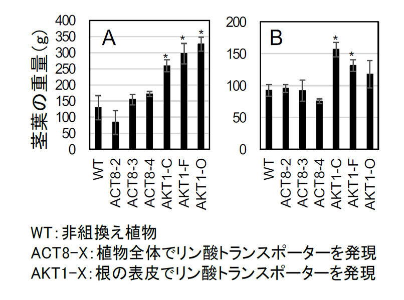 植物の栄養素「リン酸」の吸収・利用効率を高める新手法を開発 — 肥料を低減した持続可能な農業などへ応用に期待 — 東京工科大学応用生物学部