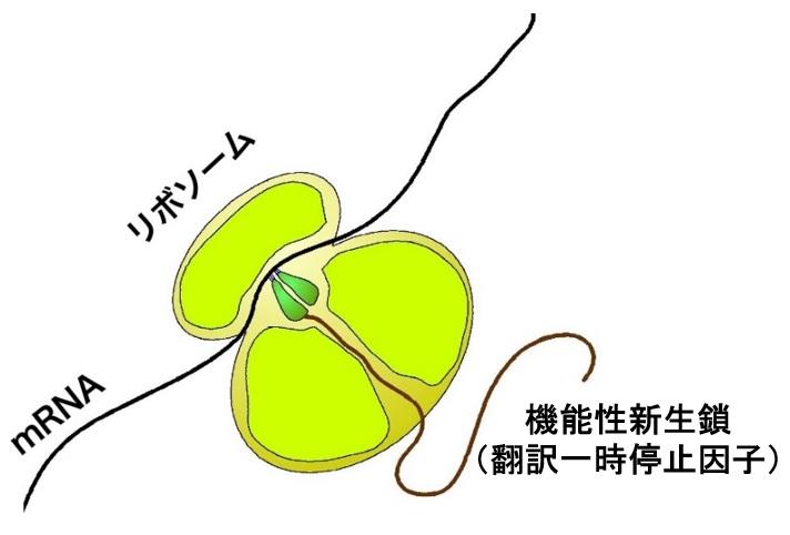 【京都産業大学】京都産業大学生命科学部の千葉志信教授らの研究グループが、タンパク質局在化装置関連遺伝子の翻訳一時停止因子を新たに3つ発見！