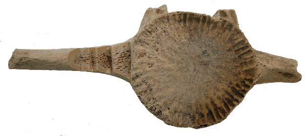 【日本大学】先史時代にイルカ個体群が交代 日大がDNA解析等で解明