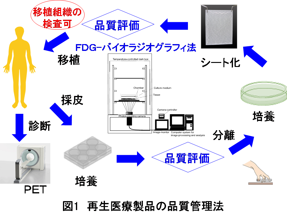 再生医療向け製品の品質評価は陽電子放射断層撮影法（PET）用診断薬を用いた新しいイメージング法で移植前に実施することが可能になる — 北里大学
