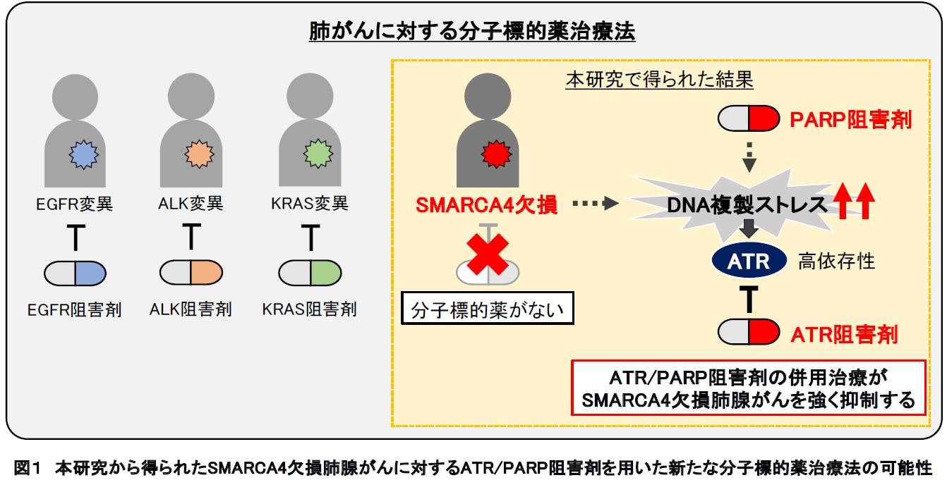 【東京医科大学】SMARCA4欠損肺腺がんに対する個別化医療の可能性～ATR阻害剤の応用でDNA複製ストレス増幅を利用したがん治療戦略に期待～