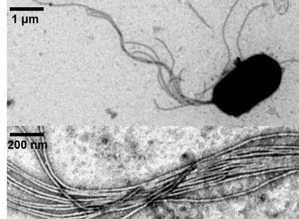 死海で動く微生物モーターが生み出す‟エネルギー出力” の精密測定に成功 — 学習院大学理学部 西坂崇之教授の研究グループ
