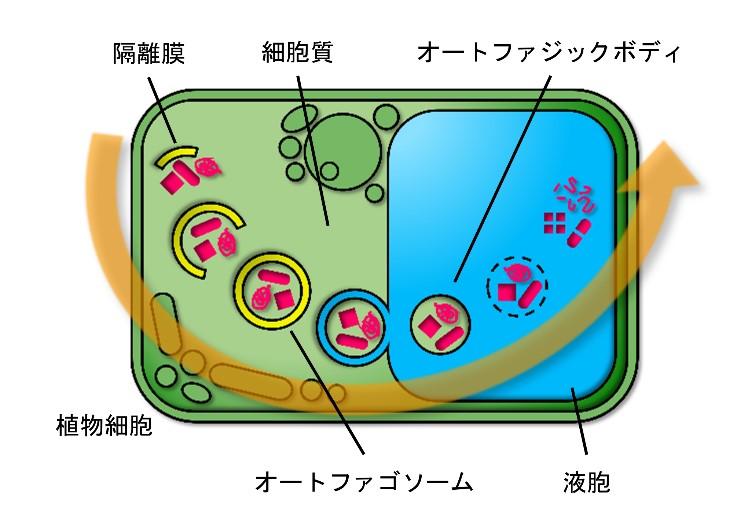 明治大学 農学部 生命科学科 吉本光希准教授らの研究グループ　植物が備え持つ亜鉛欠乏耐性機構の一端を解明～植物は自身を分解することで亜鉛欠乏耐性を獲得している～